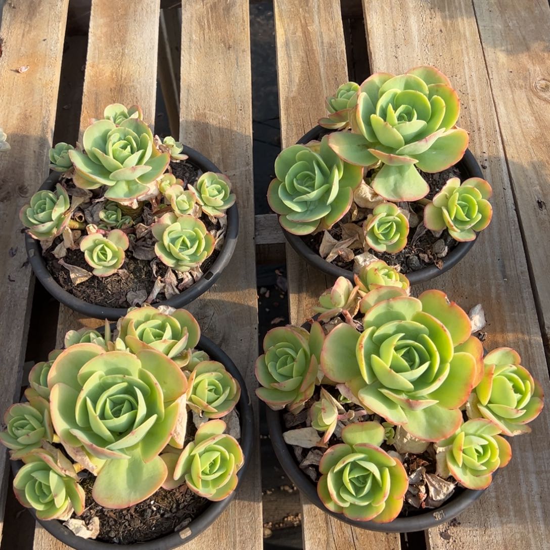 碧桃，图中任意一颗，尺寸18+