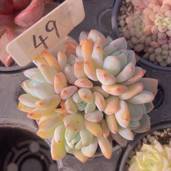 健健康康平平安安