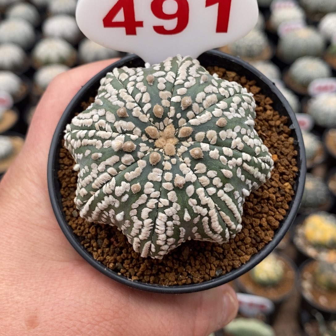 491扁体海星福利