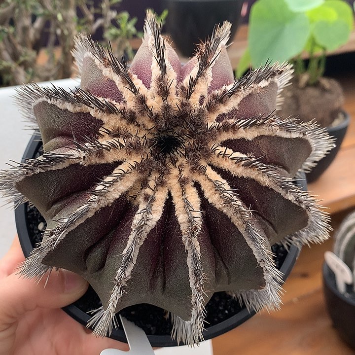 310优伯球15公分6666666