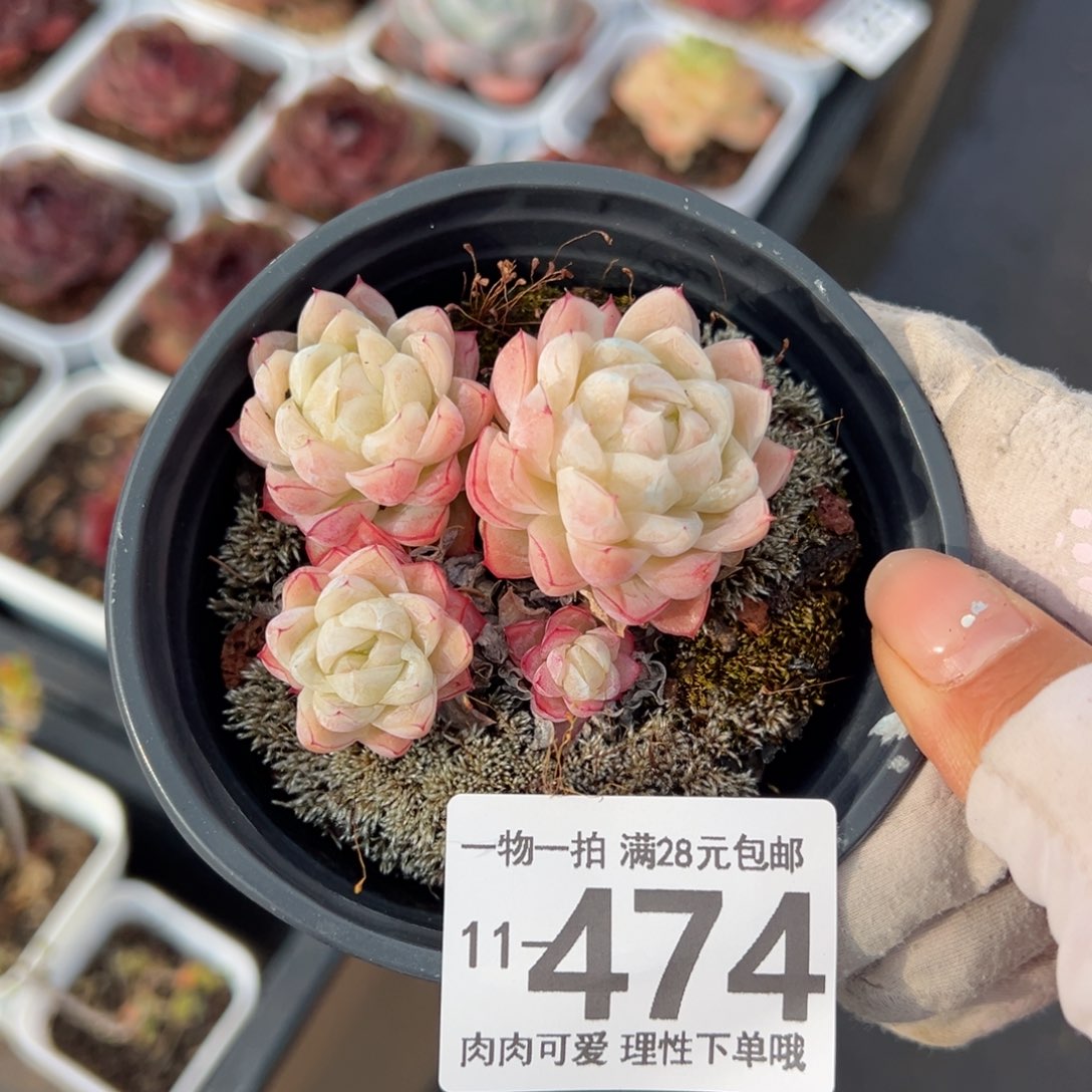 月影杂多肉多肉多肉多肉