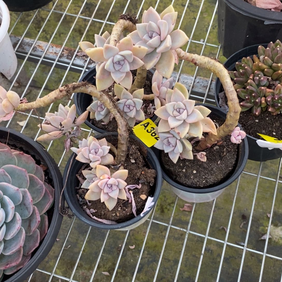 人***ᰔ362紫雾老桩一物一拍三杯