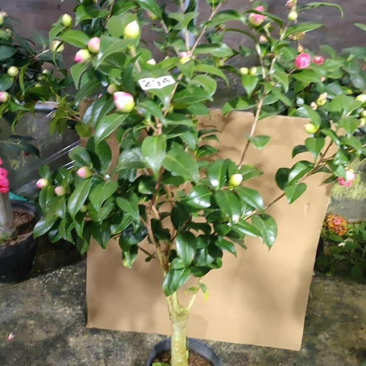 294马可波罗，原盆原土发货