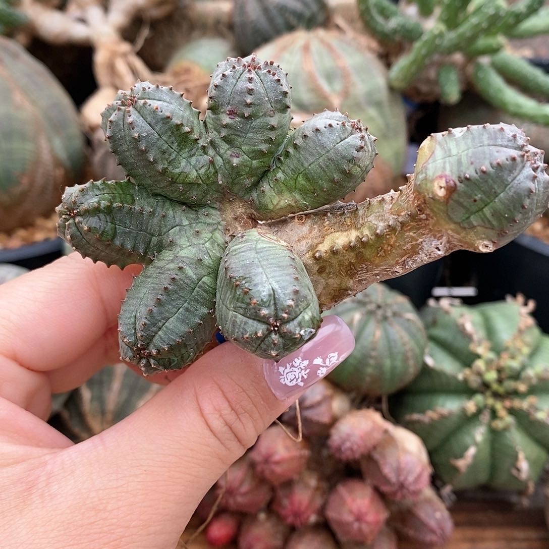 布纹球群缀多肉植物