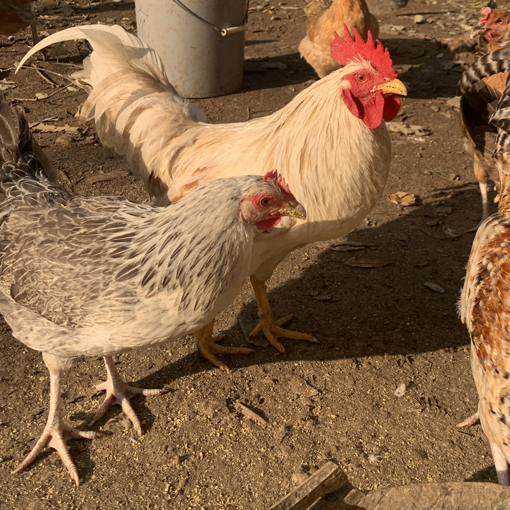 花柴公鸡母鸡现场挑选肉质紧致鲜美冷链发货