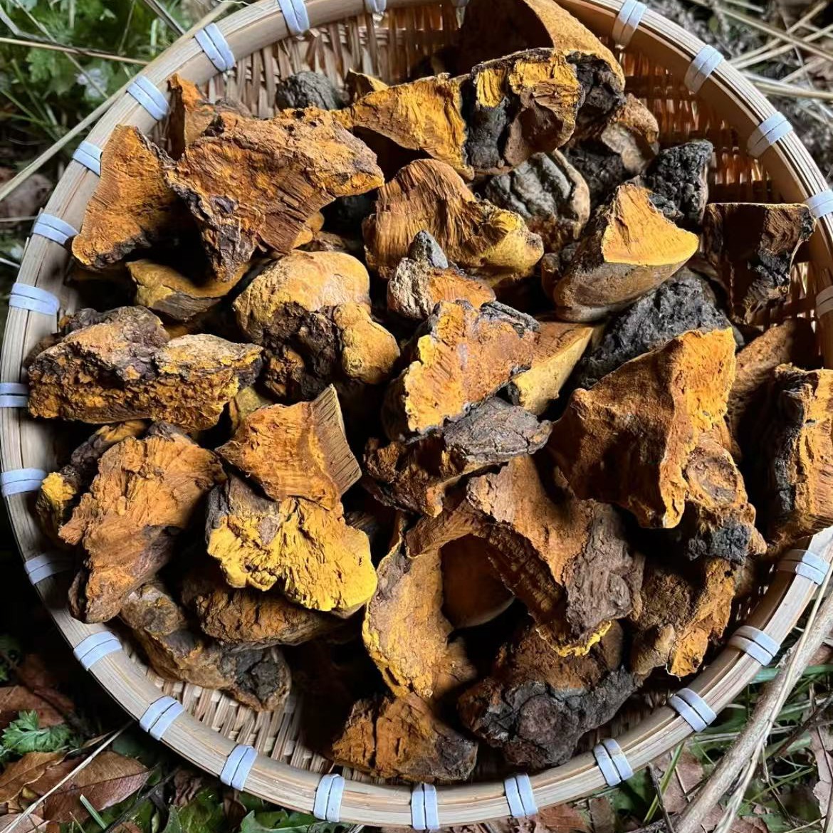 ［西藏收货］西藏产区野生桑树桑黄 西洋参 碎块链接