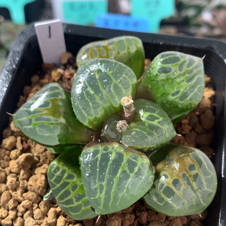 水晶葡萄一物一拍