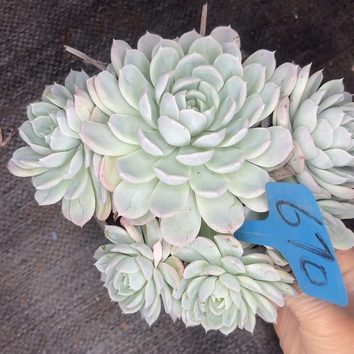 两单包邮，一物一拍，670雪球