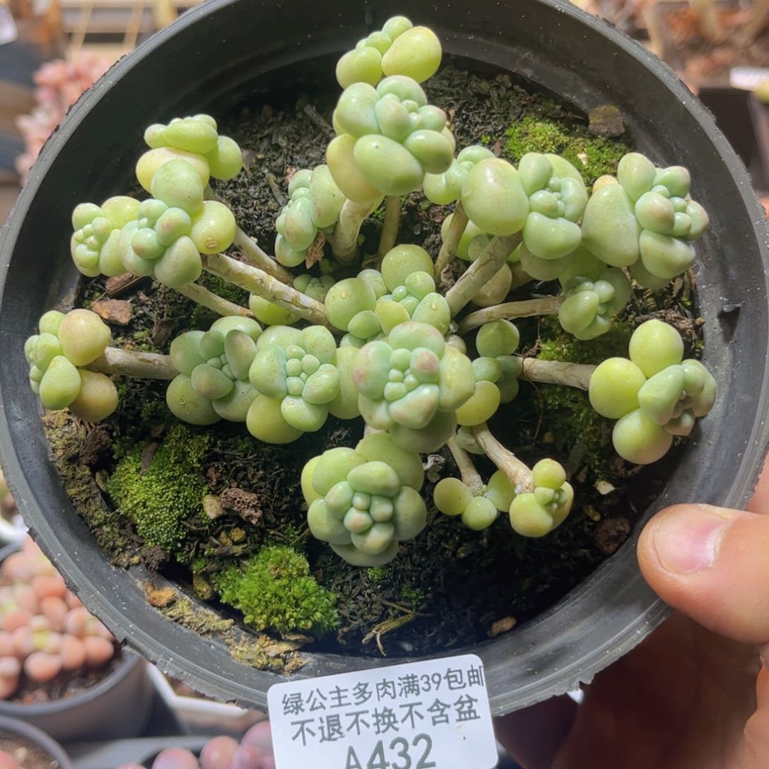 432奶糕12cm多肉