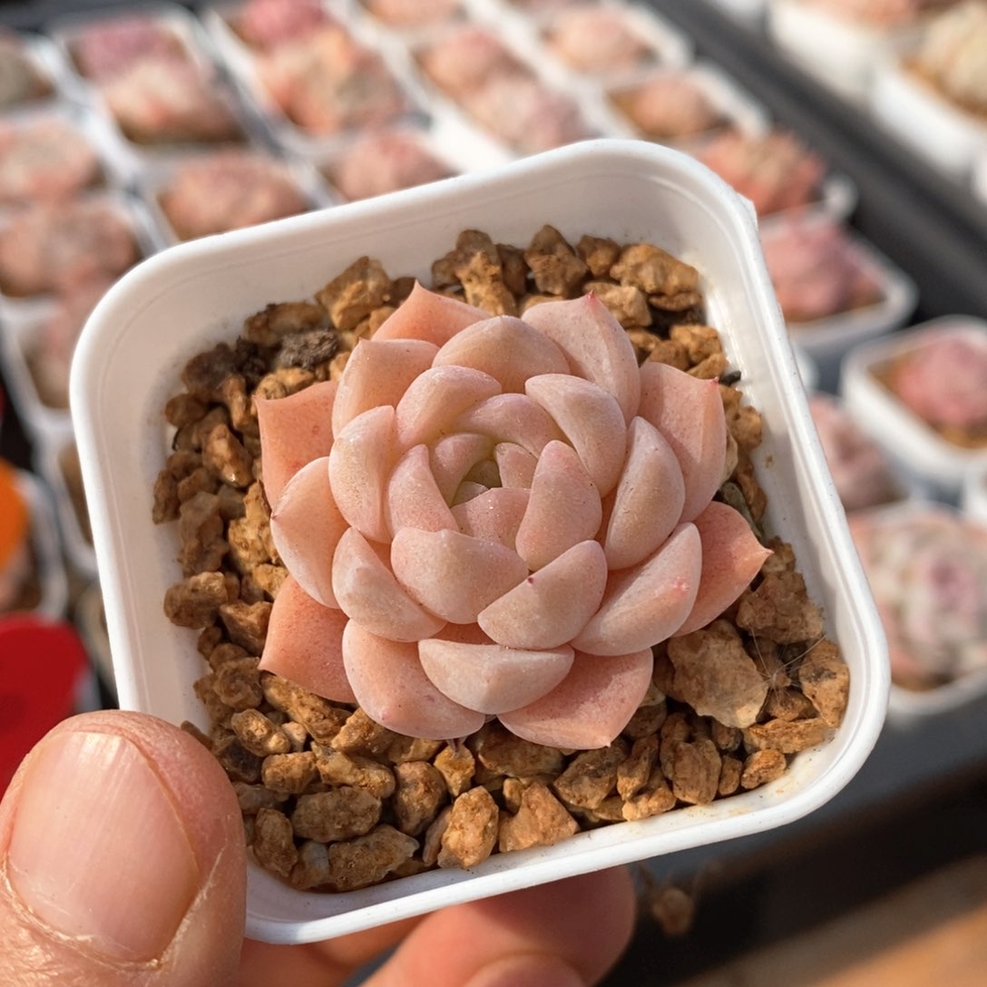 精品多肉一物一拍不包整164