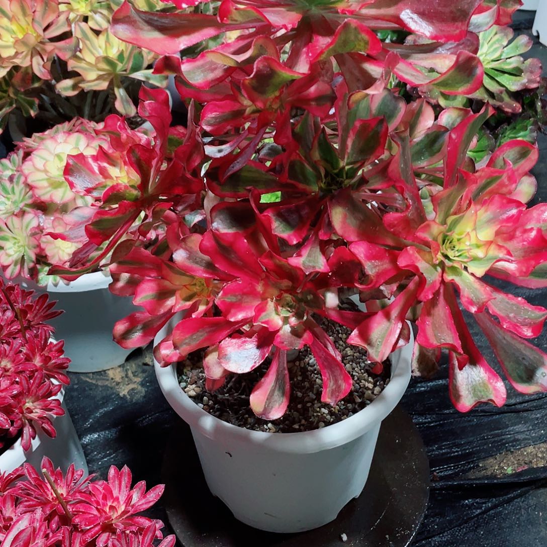 c***4暖暖法师多肉植物园404魅影268福利福利福利