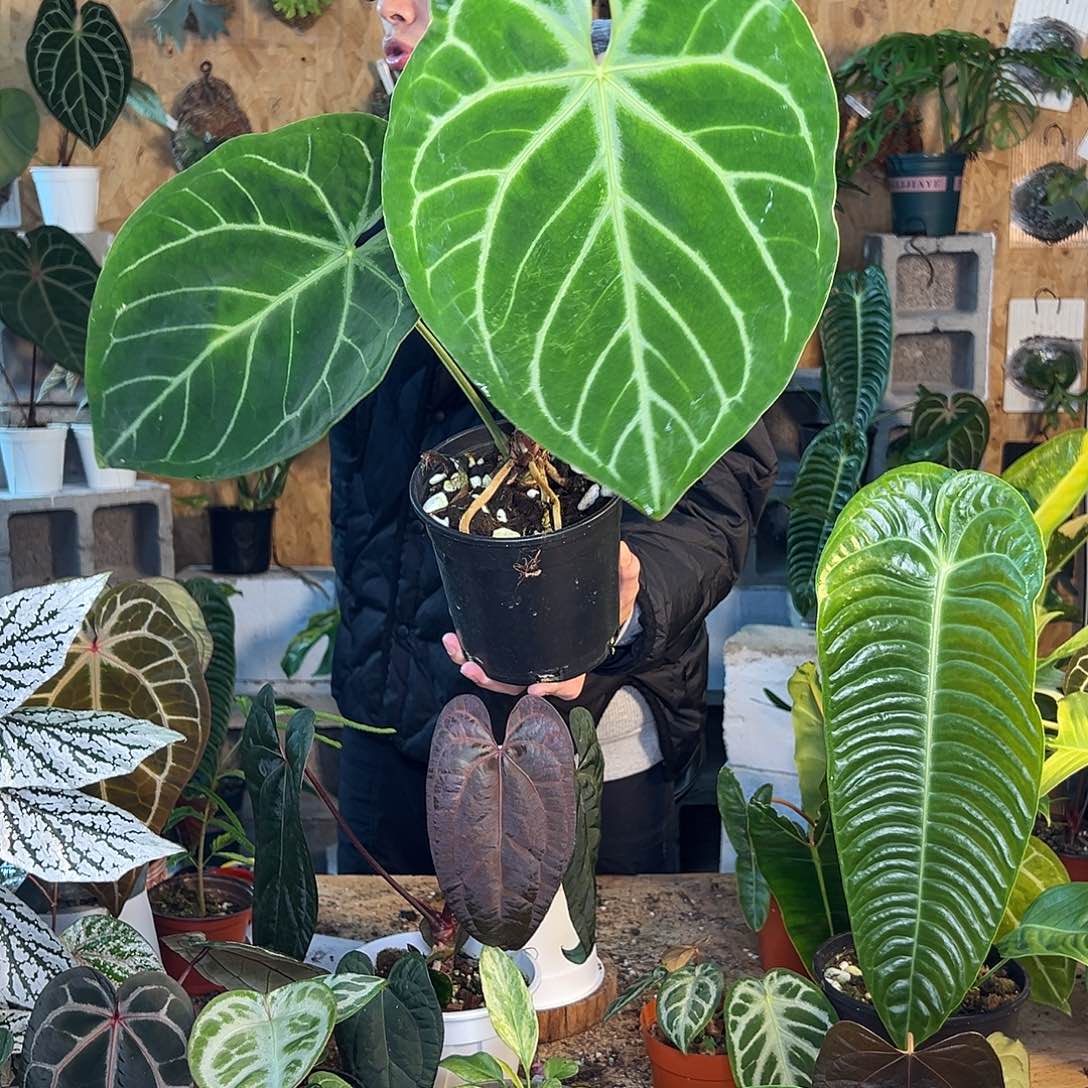 完全开放老桩花烛