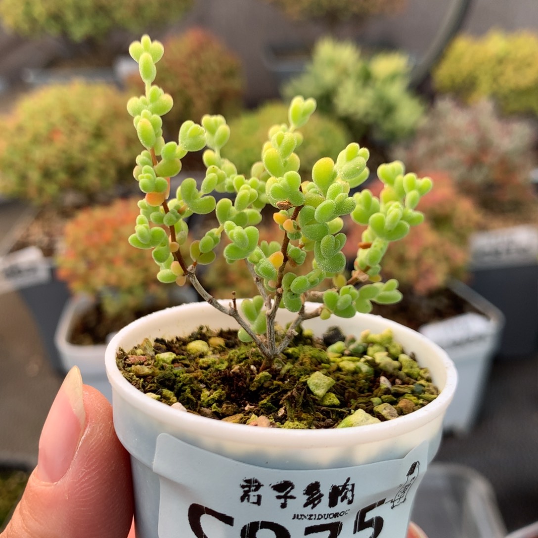 925莱斯锦           