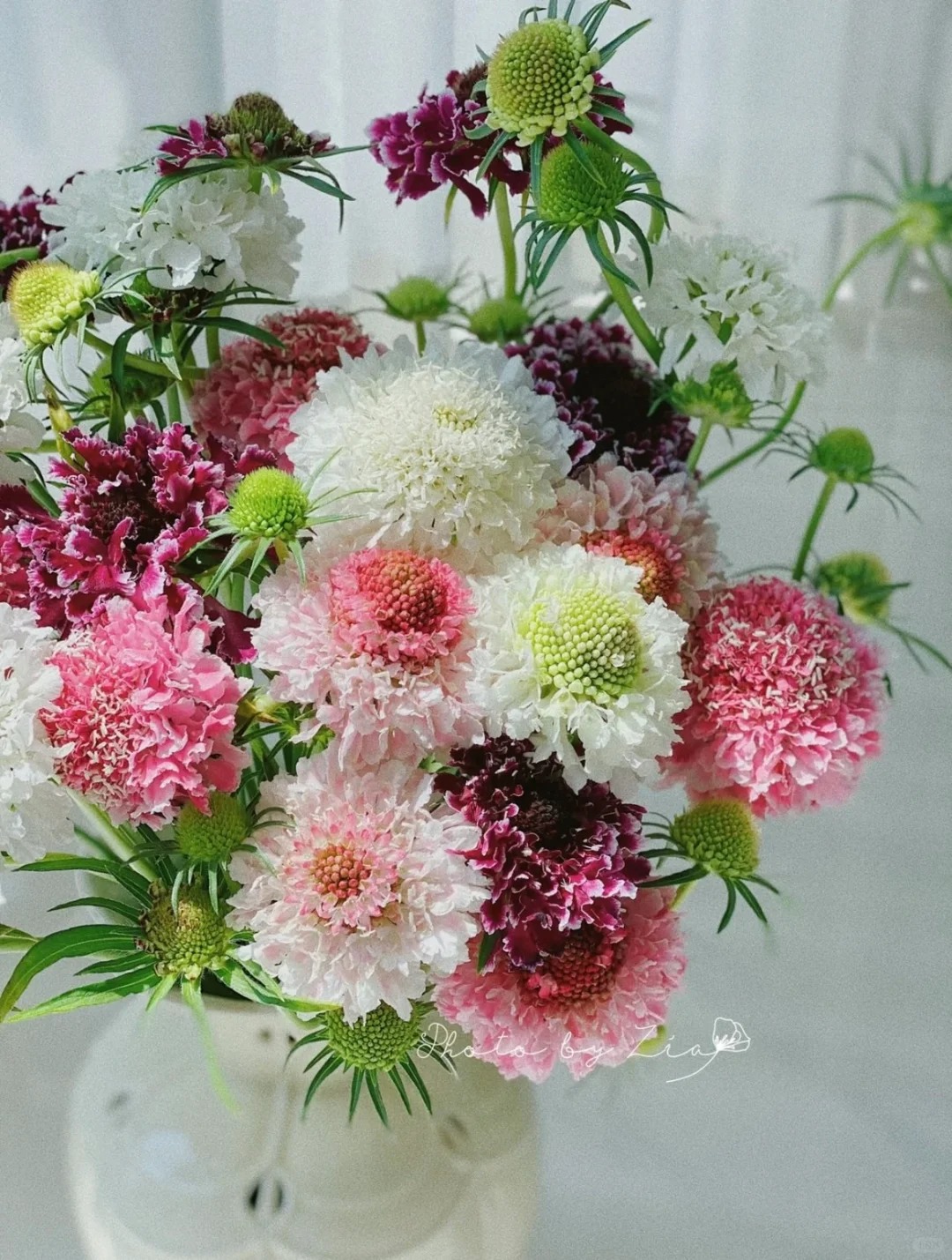 【花满堂】鲜花 松虫草 任意两单包邮 发货后不支持退款
