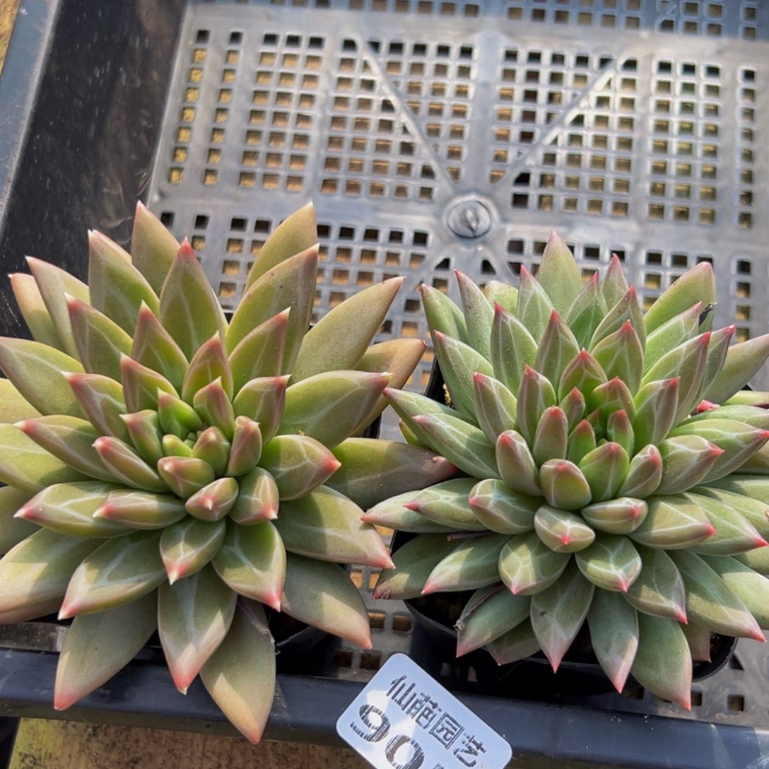 905多肉葡萄的味道是真的很