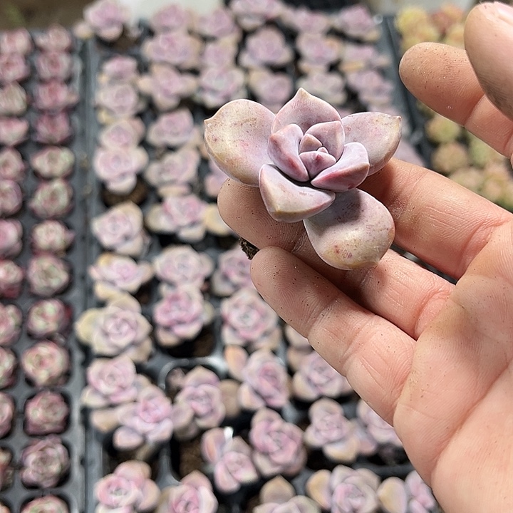 紫乐  满10颗包邮 