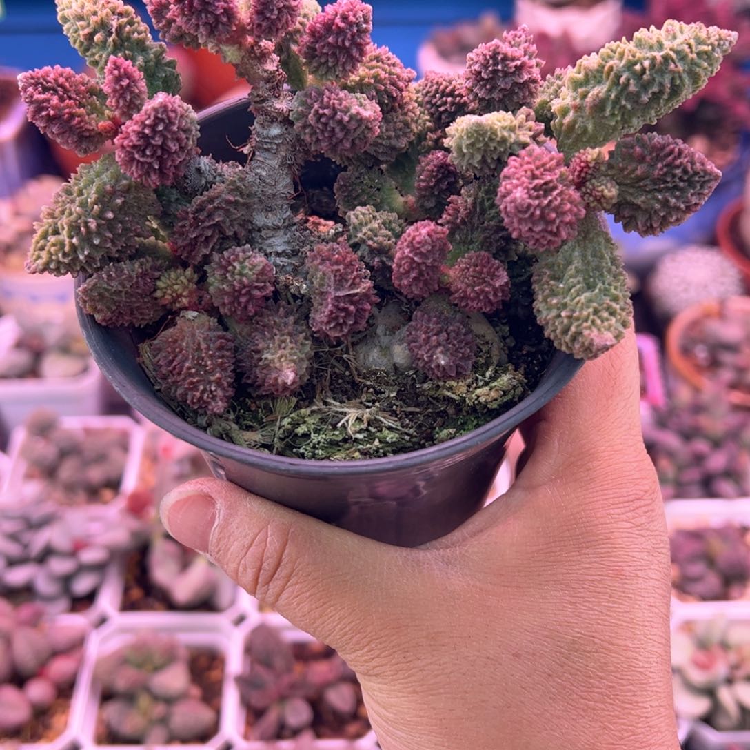 呆****兽朱紫玉。          