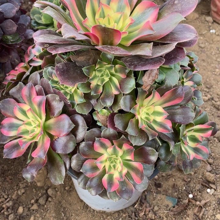 无花朵646香妃多肉植物