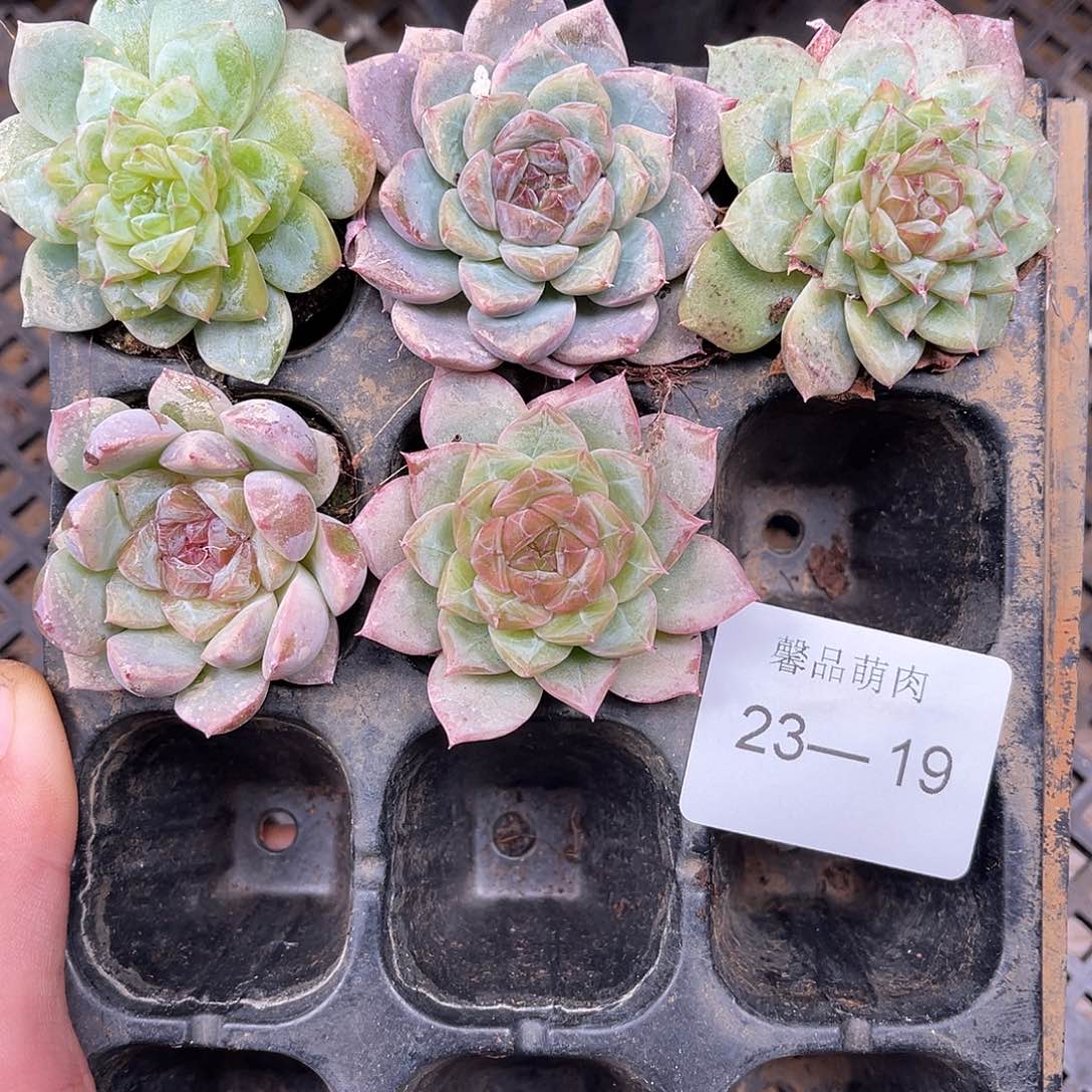 长***欢多肉一物一拍23-19