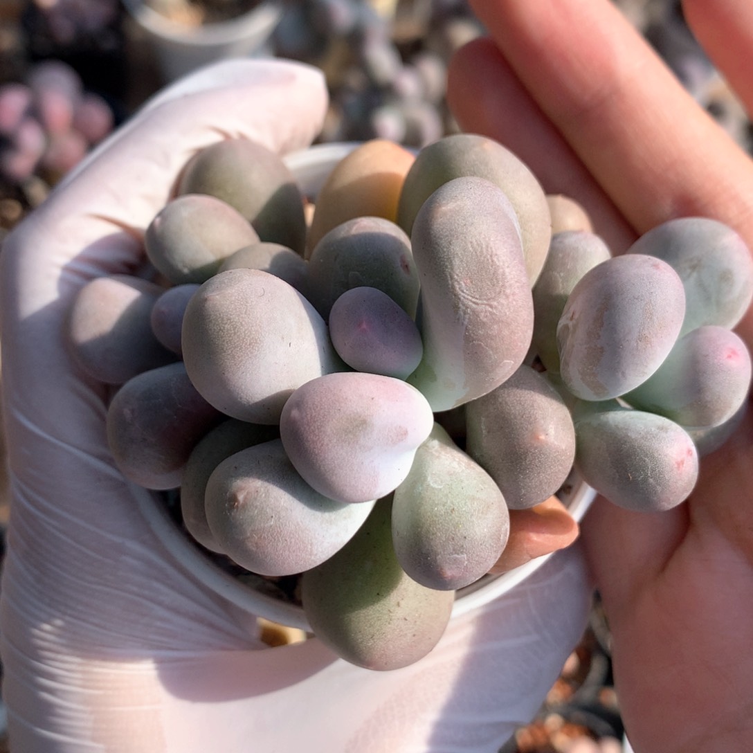 米可米可米可233
