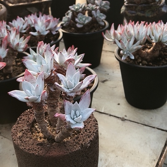 韩货刘丹仙女棒杯