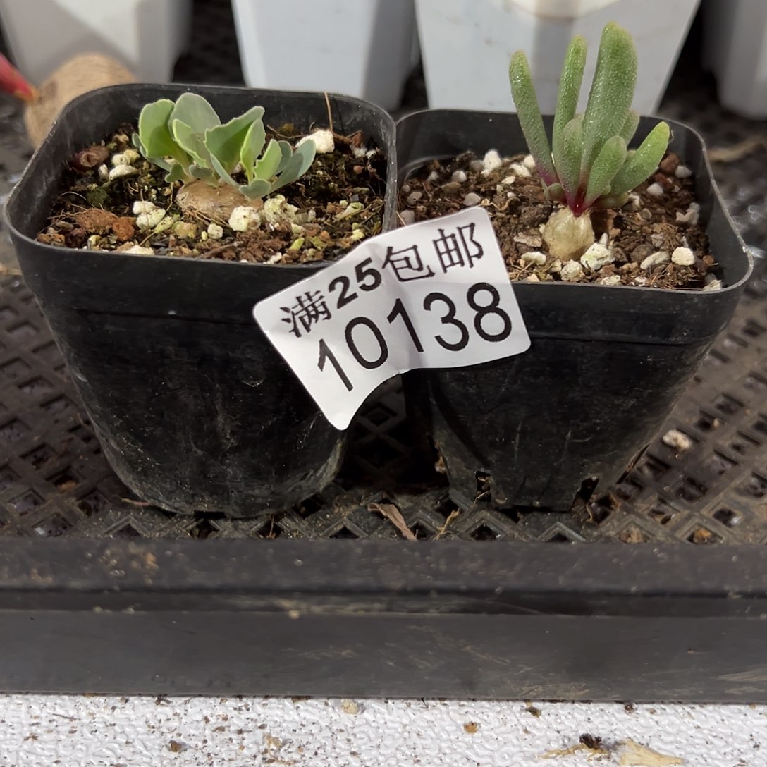 淡青霜138，一物一拍带盆