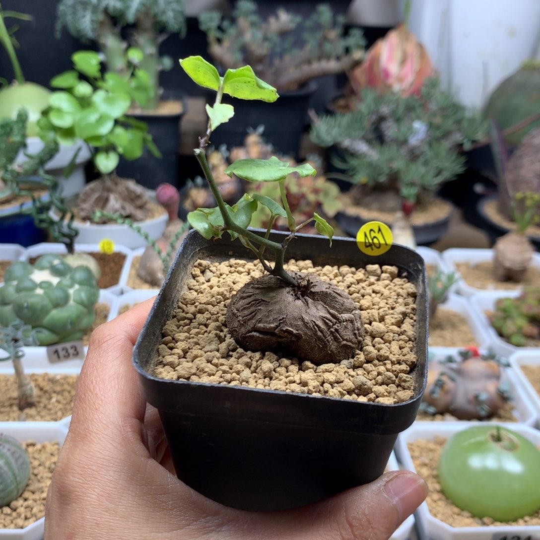 南非龟甲福利带盆461