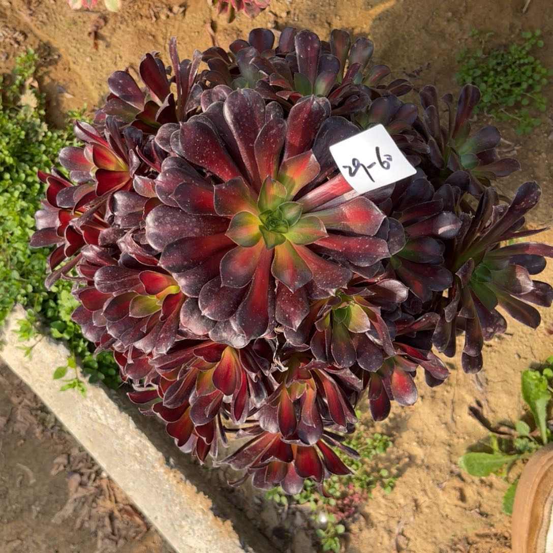 11-29-60花纳锦法师