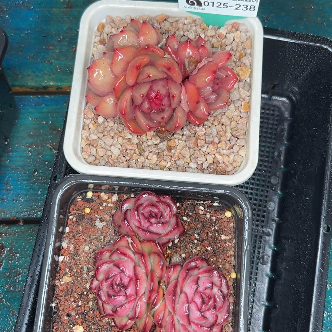 多肉一物一拍0125-238