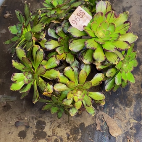 微锦拉丝多肉植物5896