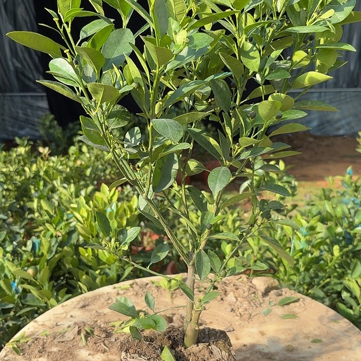 无花朵四季桔一物一拍20米