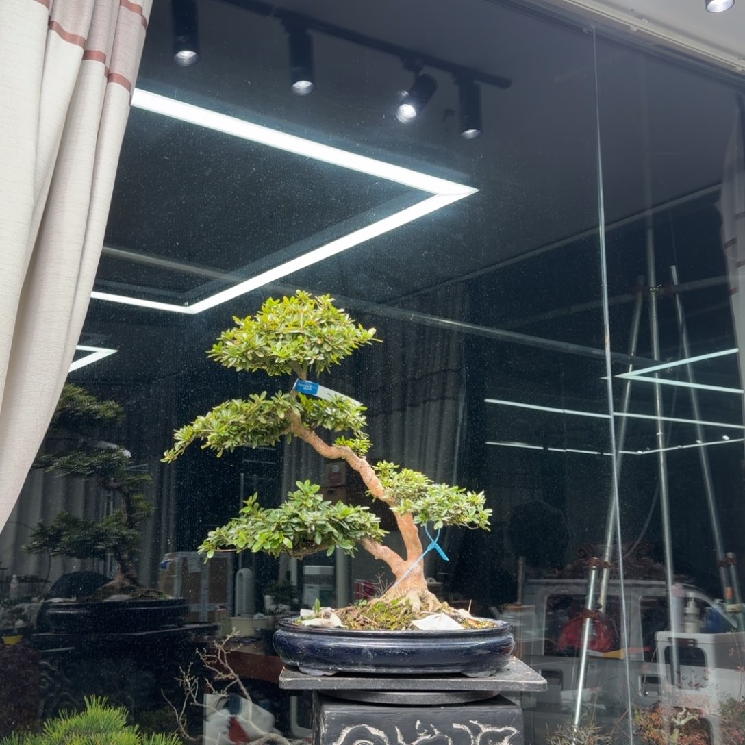 外***定无花朵花卉苗木，2031