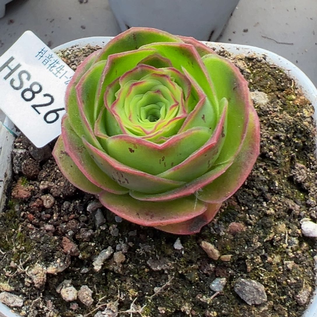 花生826紫莜下播福利多肉