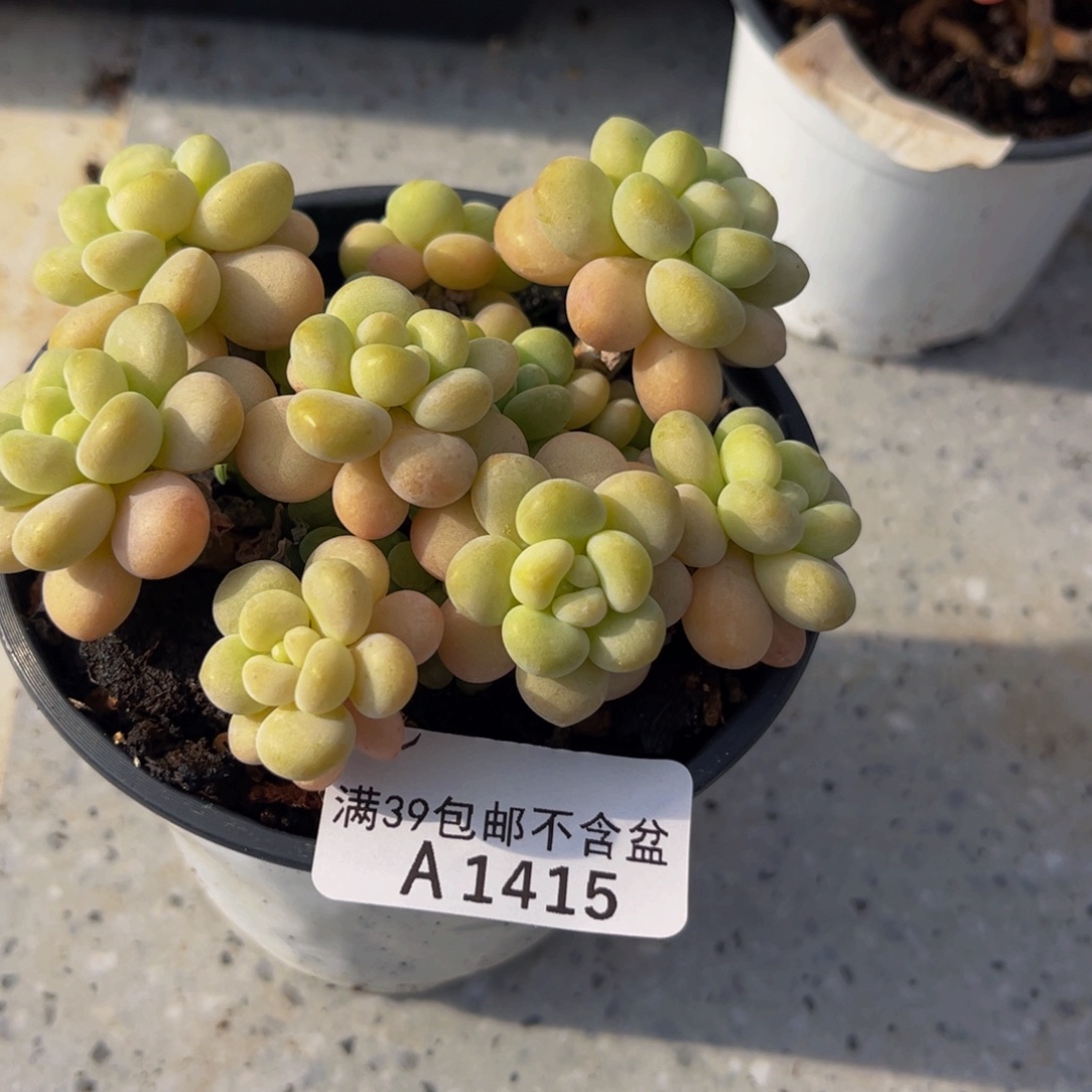 415/8cm洛可可多肉植物