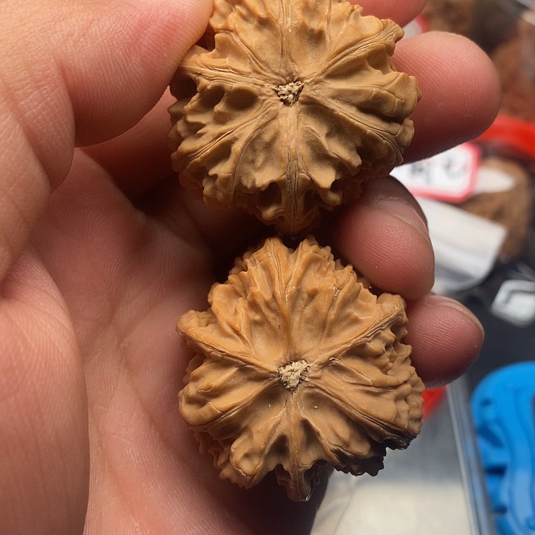 文玩核桃把件M****g文山38/39/40