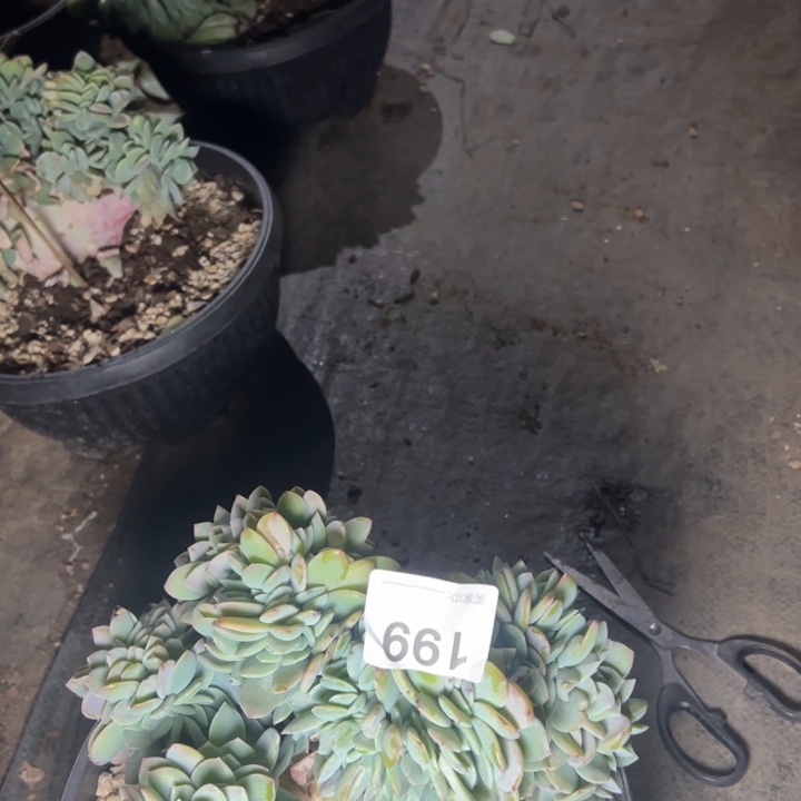 功***茶199云欣多肉植物白凤缀