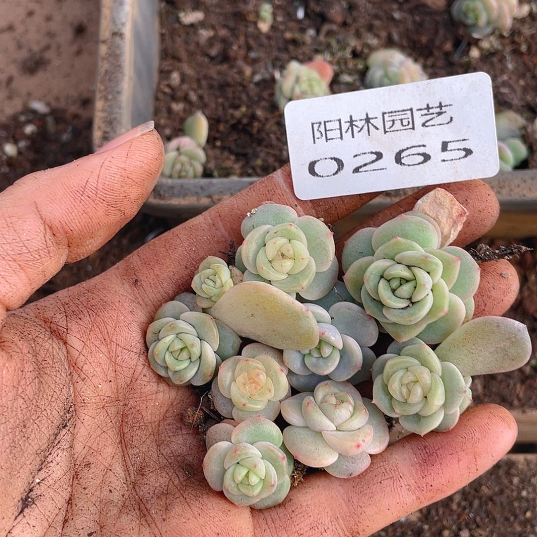 多肉植物多肉植物265