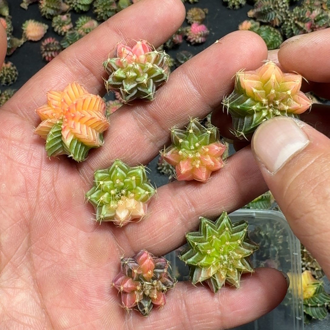 米哈实生自然锦泰国进口35