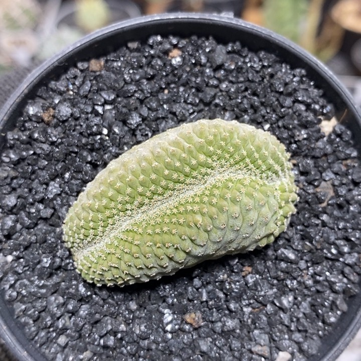 实生菊水缀化98号4.4cm