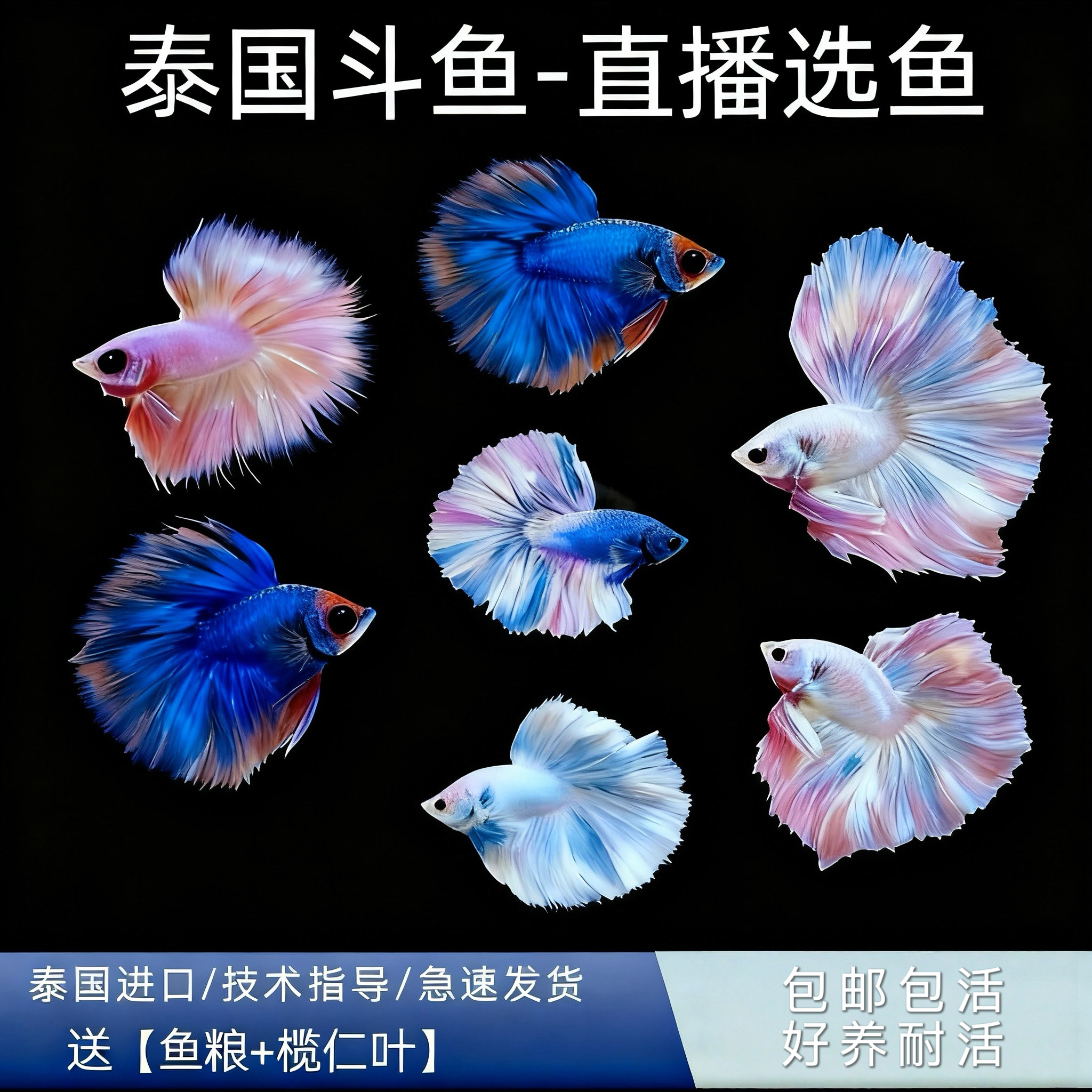 (001-120)泰国斗鱼网红斗鱼仙女款纯白超美半月热带观赏鱼好养