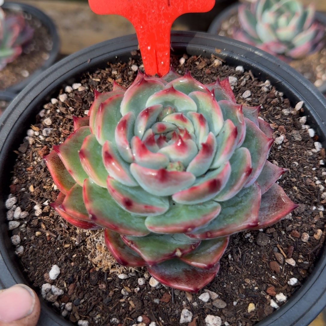 惊鸿一物一拍包装收缩花旱104