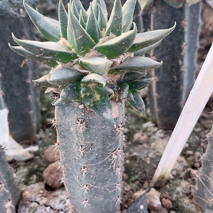 仙人球仙人球仙人球