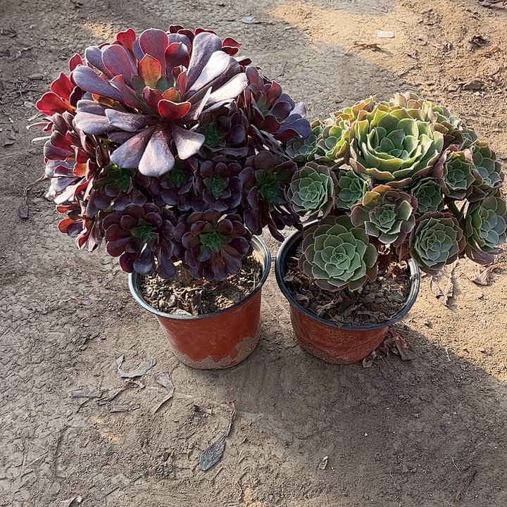 063多肉植物组合，