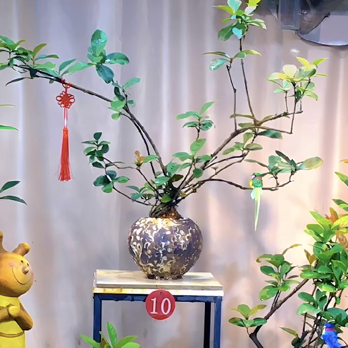 龙船花盆栽绿植桌面高级感观花植物