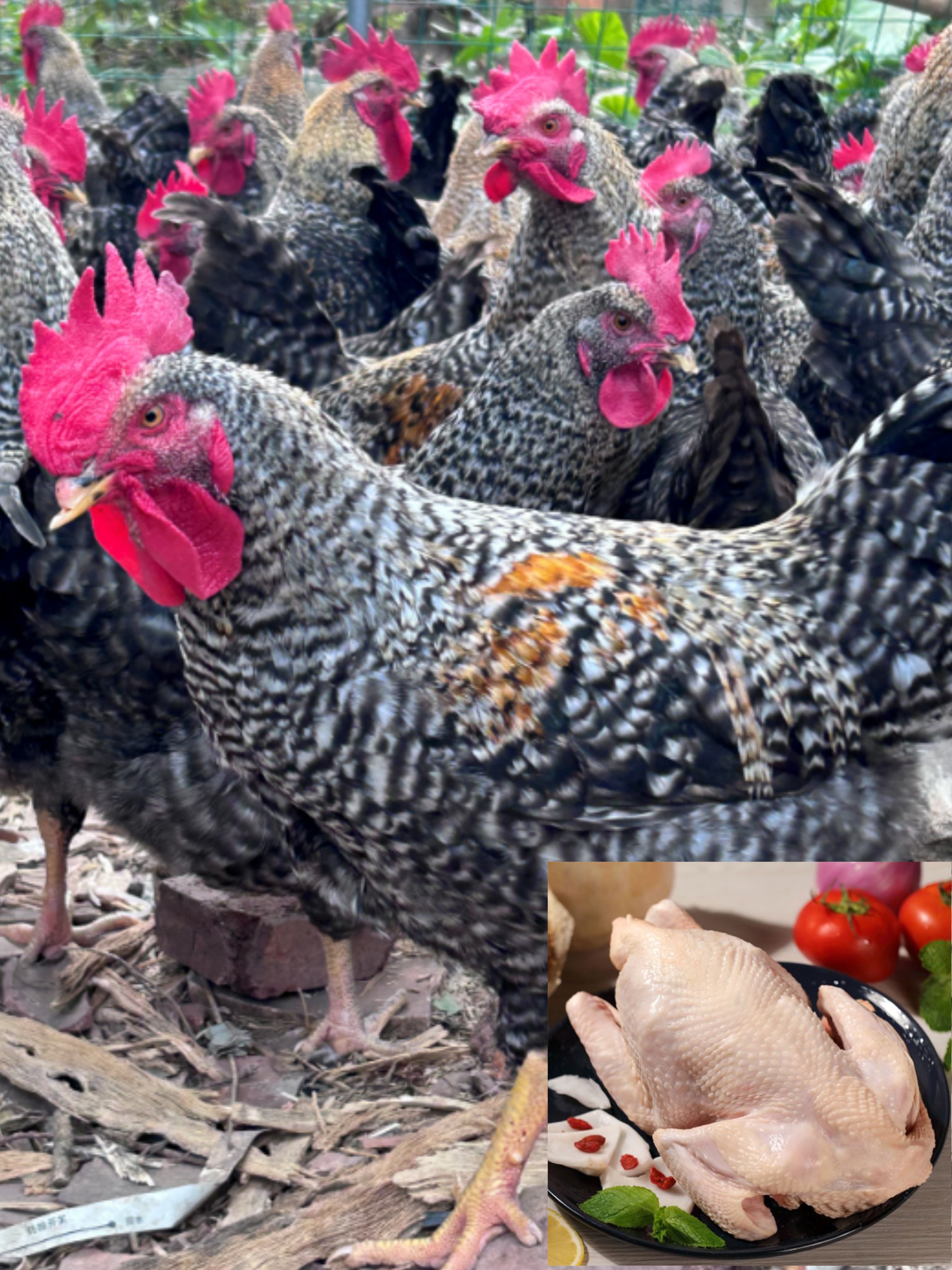 金芦花走地公鸡（农家散养鸡 肉质美味 生鲜鸡）顺丰包邮