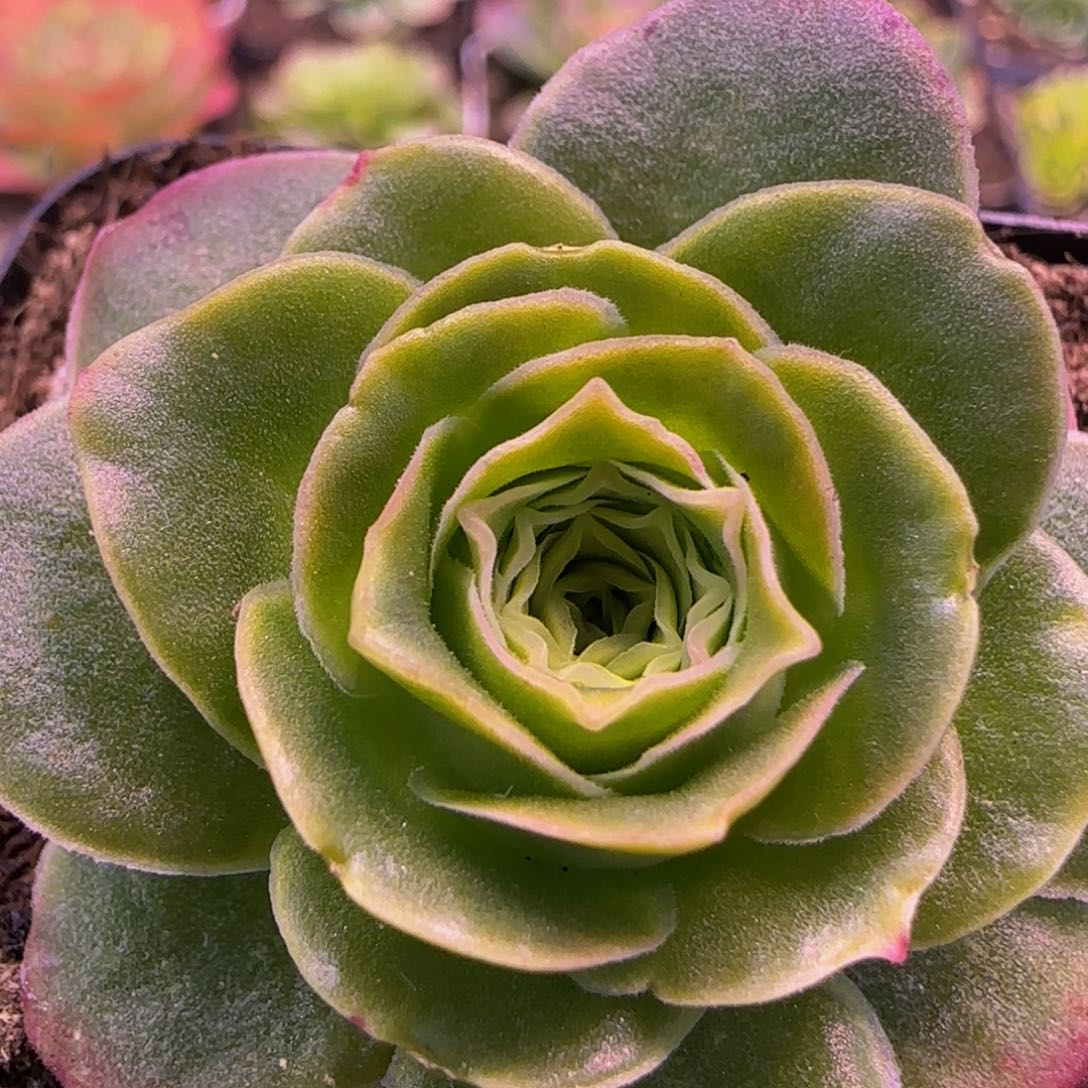 冰钻玫瑰1343567676868909