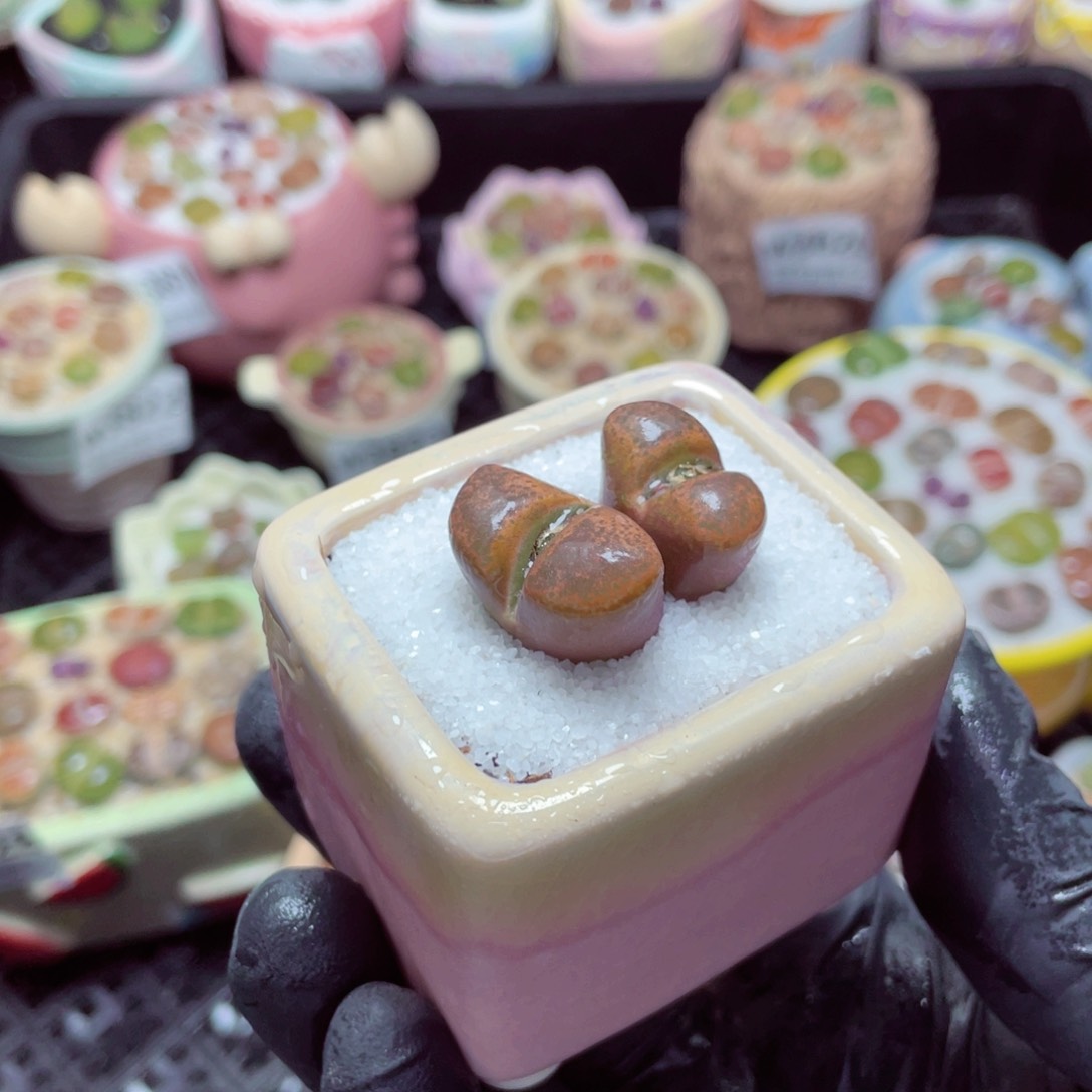 w3832--带盆土发货，零下地区拍保温箱