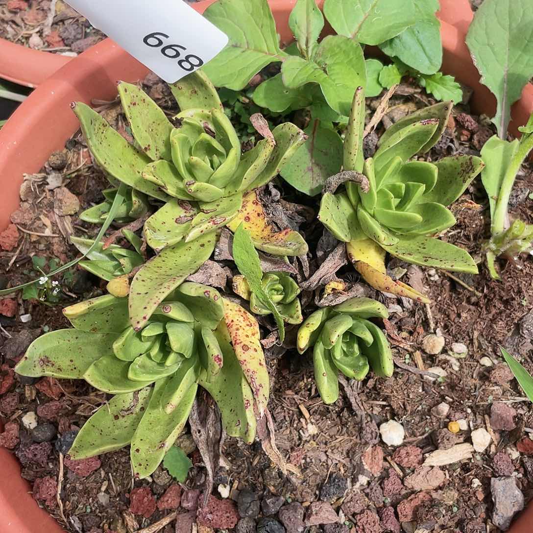 4****r苹果叶青岗老桩899