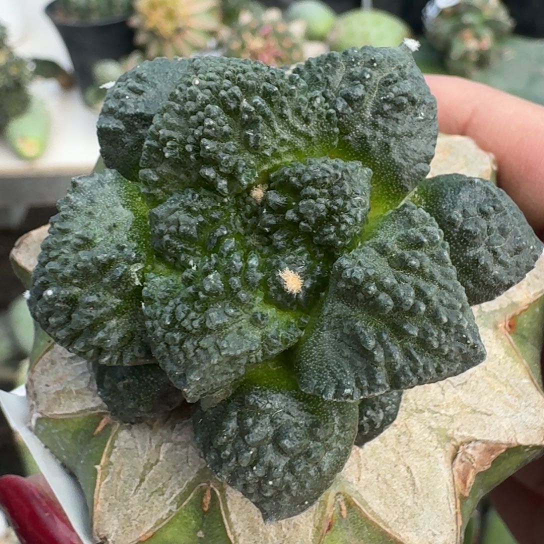 【闪购商品】无花朵荔枝尤哥斯拉牡丹小苗462