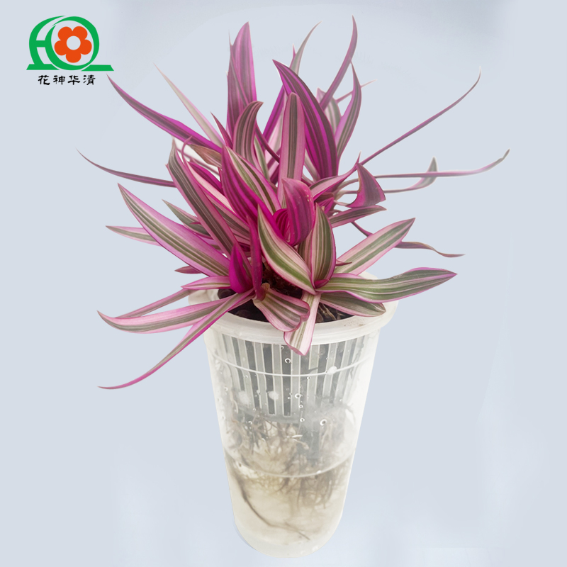 花神华清紫露兰绿植水养盆栽植物卫生干净好养室内绿色吊兰